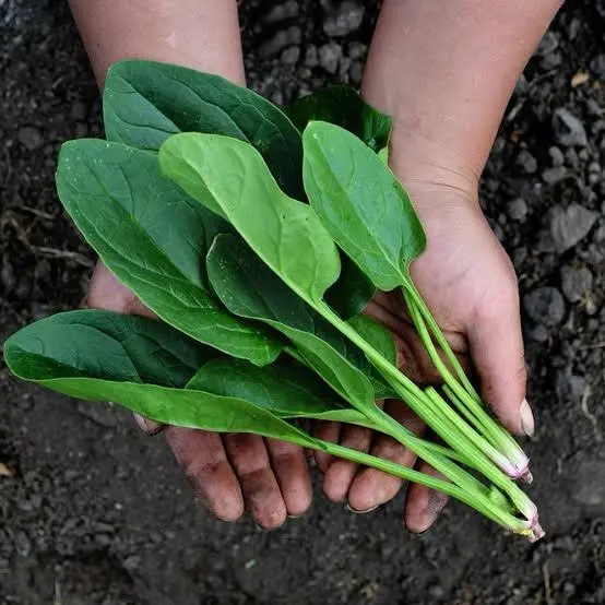 Espinaca Agroecológica/Manojo