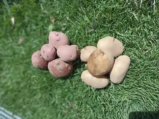 Papa Agroecológica/Kg