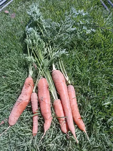 Zanahoria Agroecológica/500gr