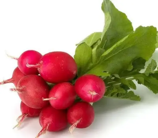 Rábano Agroecológico/Manojo