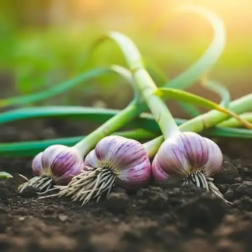 Ajo Agroecológico/100gr