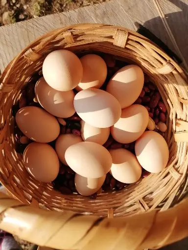 Huevos de Rancho/Pieza