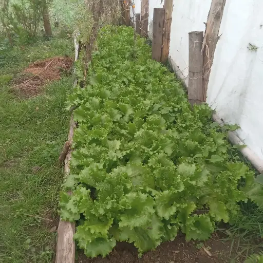 Lechuga Rizada Agroecológica/Pieza