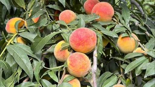 Durazno Oro Azteca Agroecológico/Kg